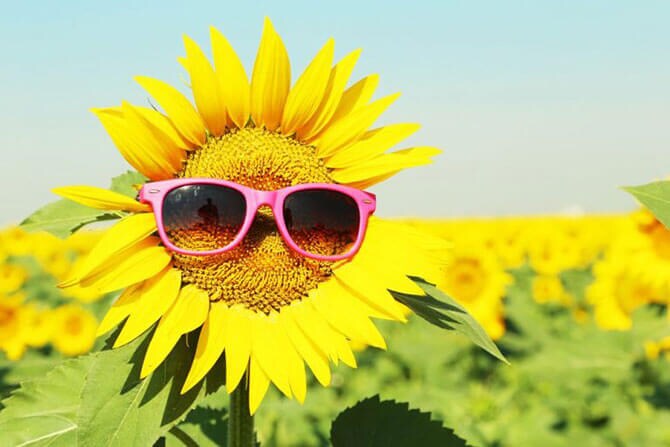 Sunflower wearing glasses